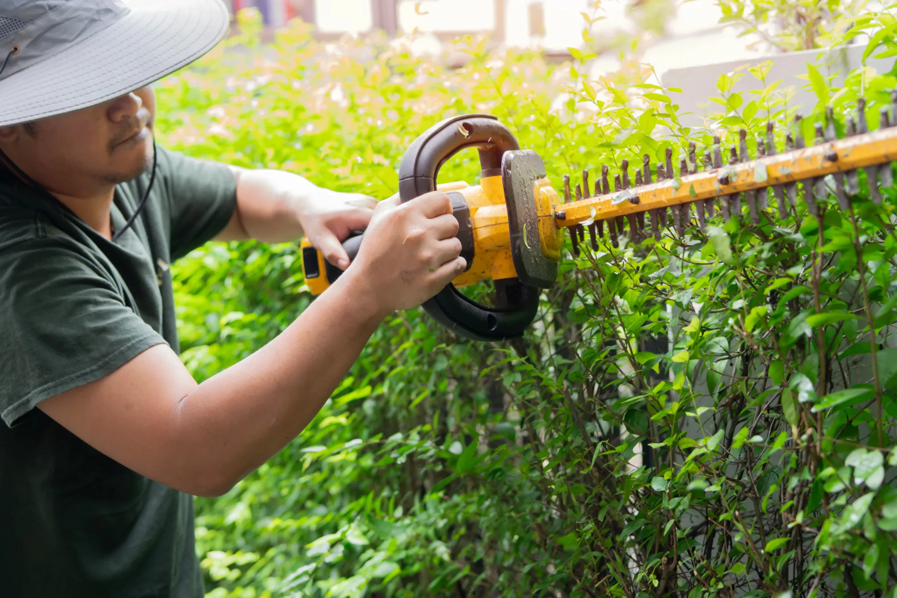 Hecke schneiden: Formschnitt mit elektrischer Heckenschere